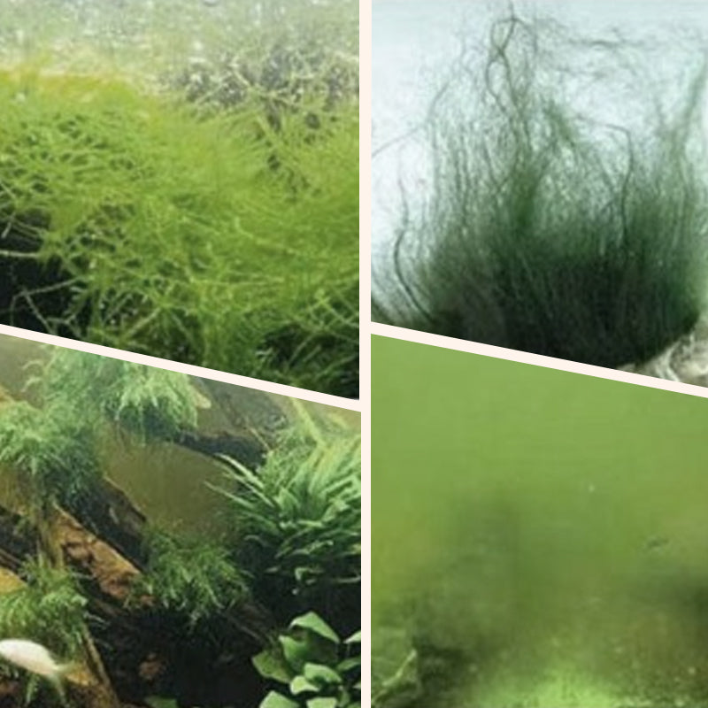đPaket med stort vĂ€rdeđ„ Alg- och mossborttagare för akvarium - sĂ€ker vattenrening