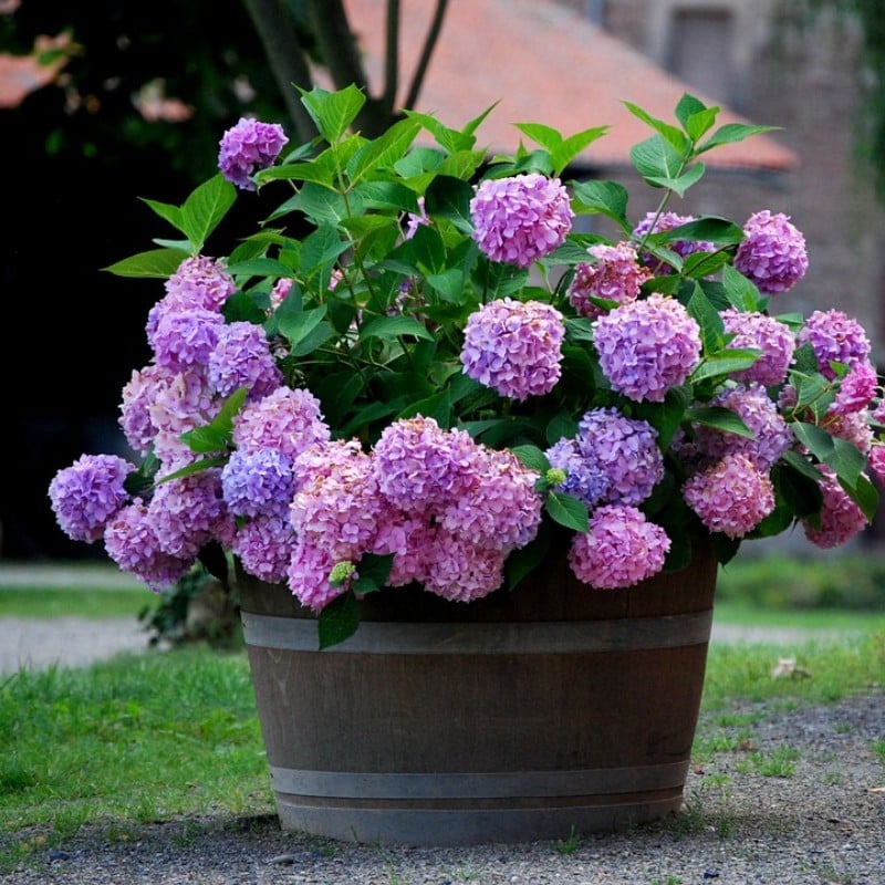 Konstgjorda hortensiablommor för utomhusbruk💐