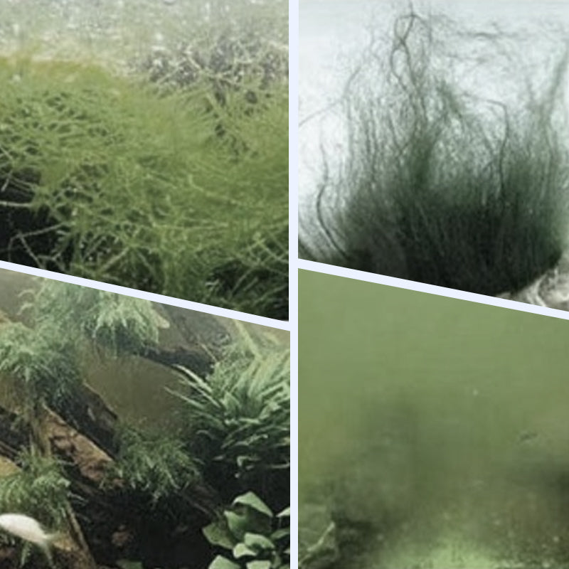 đ„ Hot försĂ€ljning đ„ Kraftfull akvarium vattenklarare