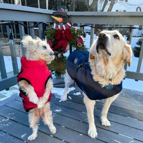 🔥🎁Nyhet 50 % RABATT🔥🐾Vattentät vinterjacka för hund med inbyggd sele