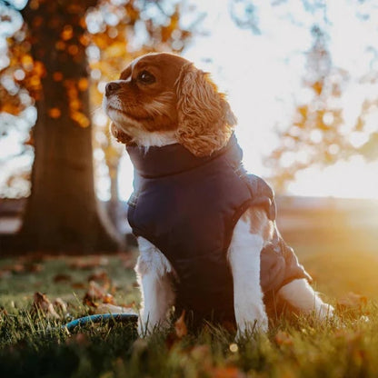 🔥🎁Nyhet 50 % RABATT🔥🐾Vattentät vinterjacka för hund med inbyggd sele