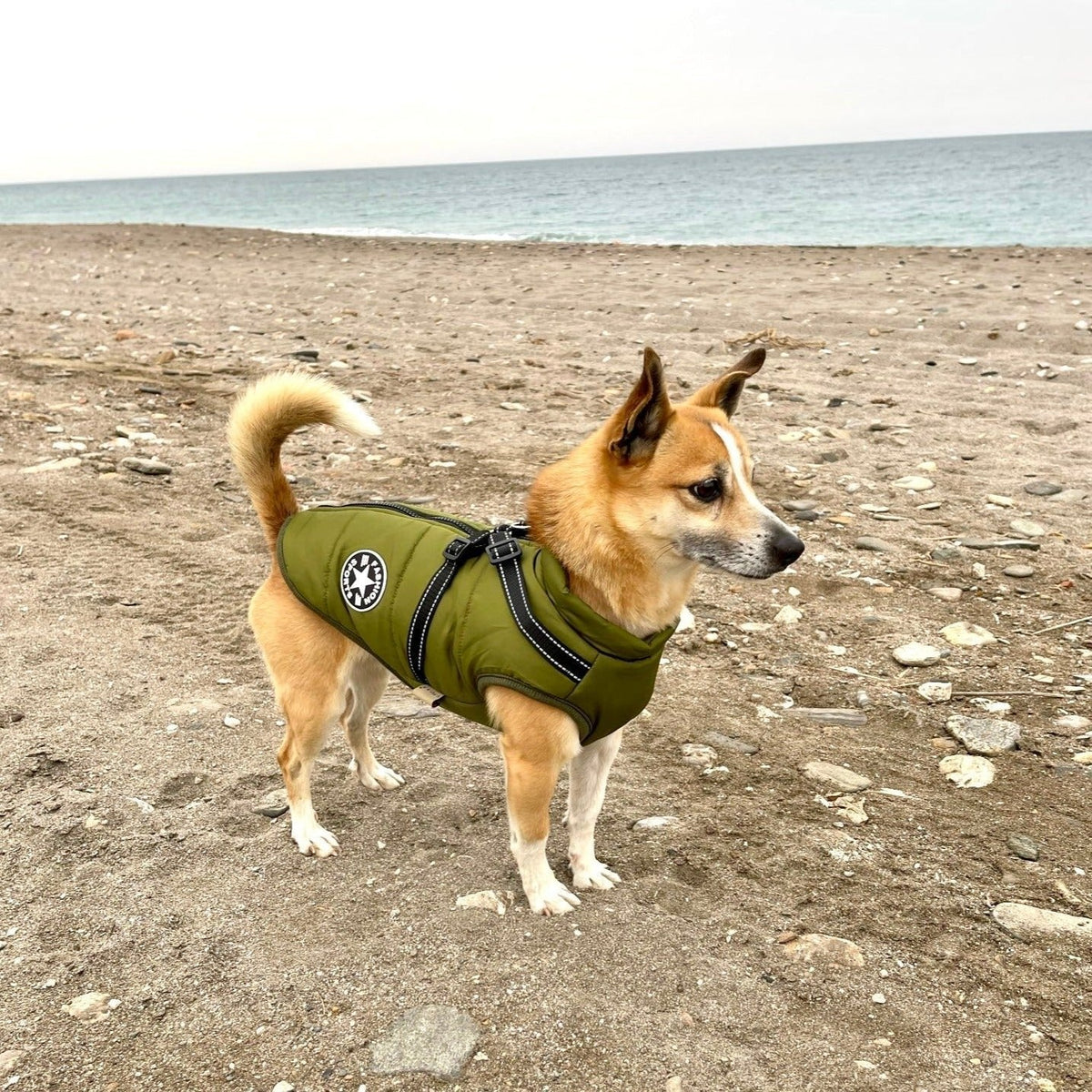 🔥🎁Nyhet 50 % RABATT🔥🐾Vattentät vinterjacka för hund med inbyggd sele