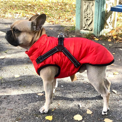 🔥🎁Nyhet 50 % RABATT🔥🐾Vattentät vinterjacka för hund med inbyggd sele
