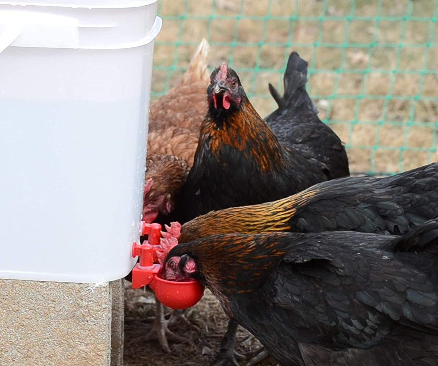 🐔50% RABATT⏰ Automatisk vattenkopp för kyckling, håller vatten rent och fräscht för hälsosam uppfödning💧