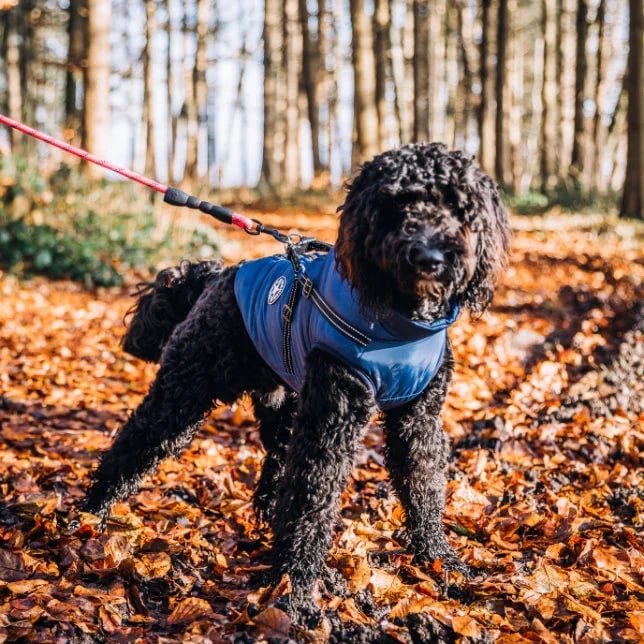 🔥🎁Nyhet 50 % RABATT🔥🐾Vattentät vinterjacka för hund med inbyggd sele