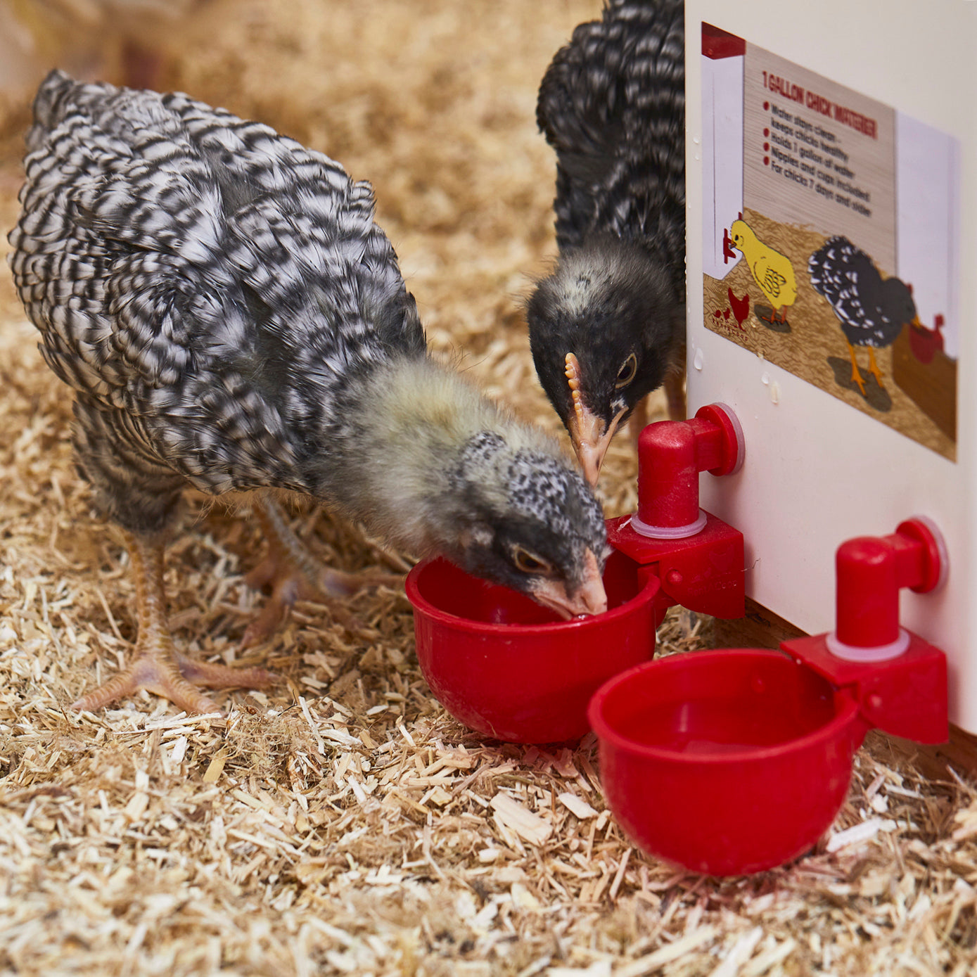 🐔50% RABATT⏰ Automatisk vattenkopp för kyckling, håller vatten rent och fräscht för hälsosam uppfödning💧