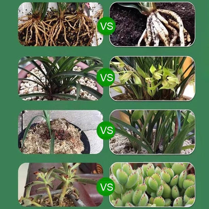 🔥Köp 2 få 1 gratis🔥Botanisk återupplivningsvätska🔥