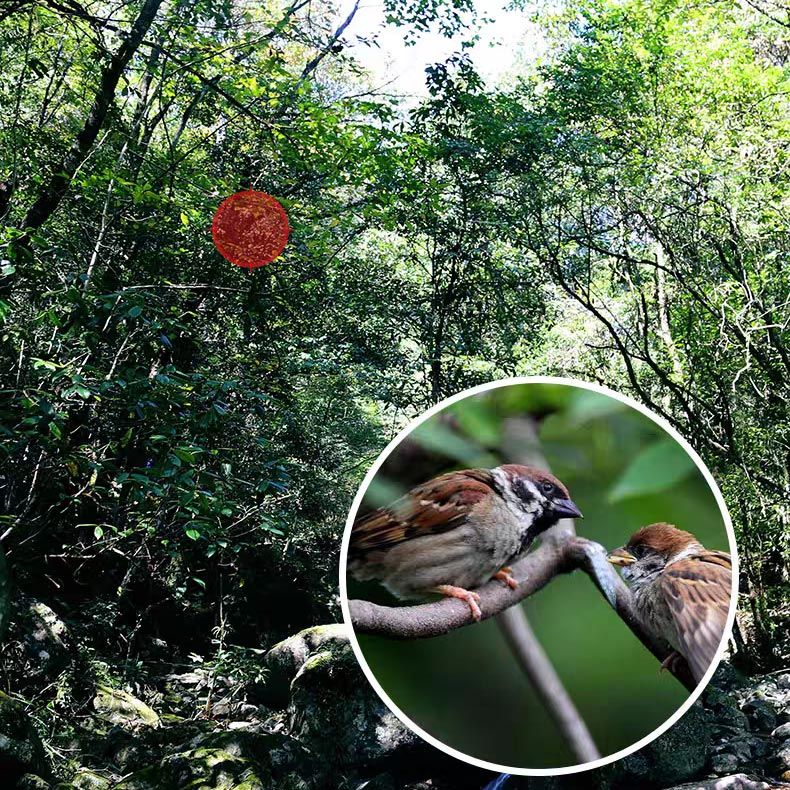 Super Telefoto Zoom Monokulär Teleskop