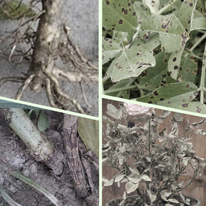 Långsamt Frigörande Växt Gödselpinnar