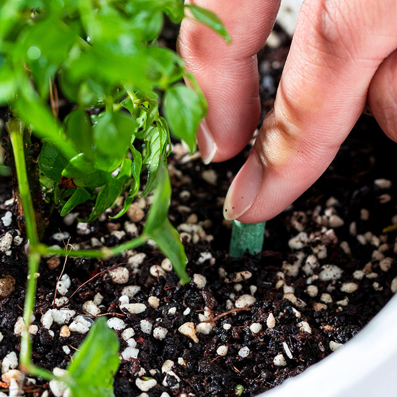 Långsamt Frigörande Växt Gödselpinnar