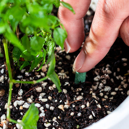 Långsamt Frigörande Växt Gödselpinnar