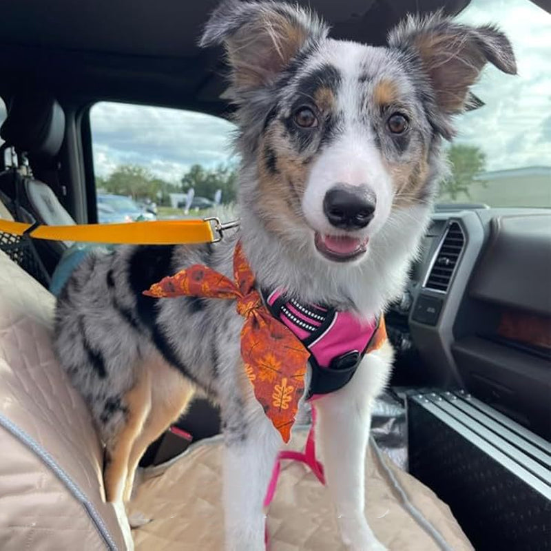 🛒 50% RABATT NU! 🐶 2-i-1 hundbilssäkerhetsbälte och promenadkoppel – Stabil & slitstark – Perfekt för bilresor och utomhuspromenader 🚗🌿