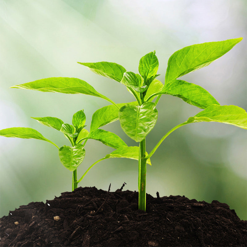 🌱 52 % RABATT! 🔥 3-i-1-jordmätare med visare – Mäter pH-värde, fuktighet och ljus – Perfekt för trädgården, gräsmattan eller krukväxter – Enkel installation utan batterier 🌿