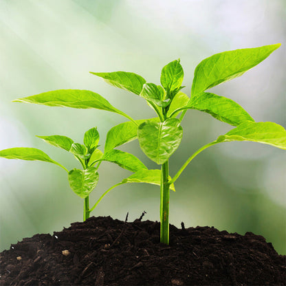 🌱 52 % RABATT! 🔥 3-i-1-jordmätare med visare – Mäter pH-värde, fuktighet och ljus – Perfekt för trädgården, gräsmattan eller krukväxter – Enkel installation utan batterier 🌿