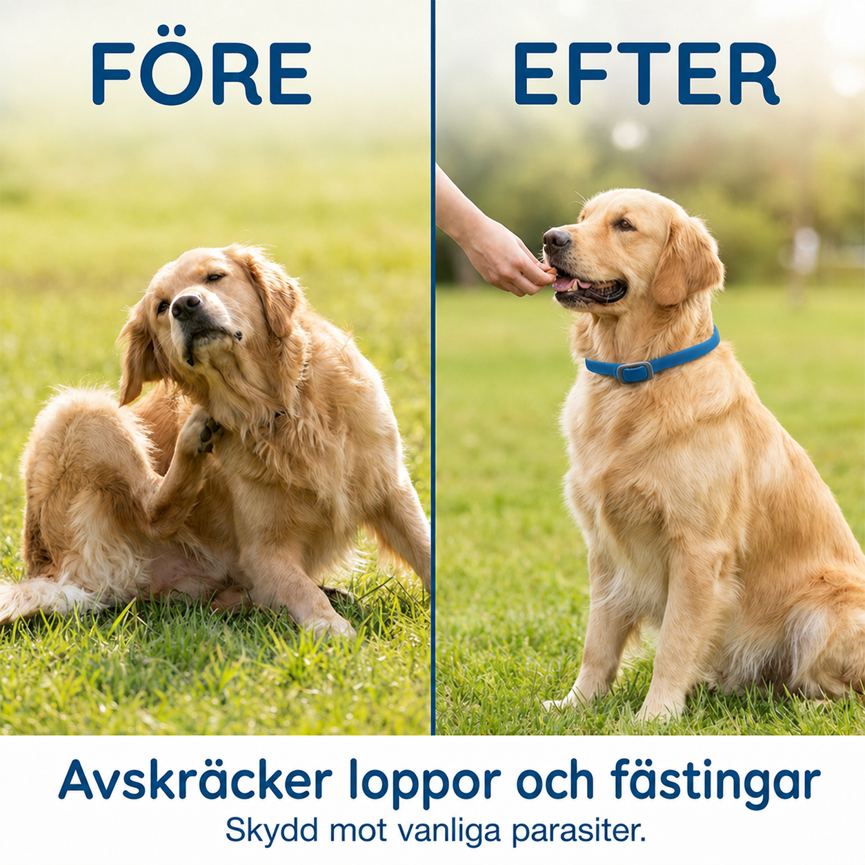 🐶 Naturligt Halsband med Eteriska Oljor – För En Bekvämare Utevistelse